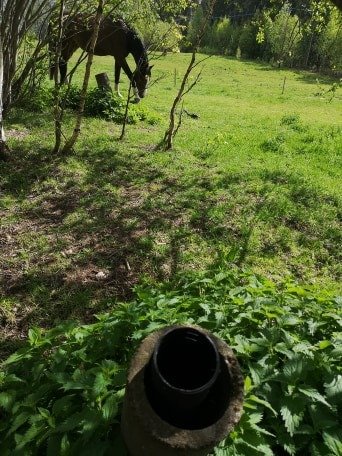 Ett luftningsrör i förgrunden med brännässlor runtomkring, i bakgrunden en häst och en gräsmark.