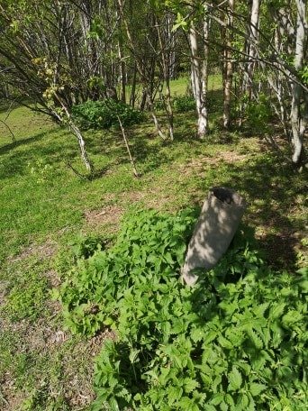 Område med brännässlor och ett luftningsrör nära skogsdunge, potentiell markbäddsplats.