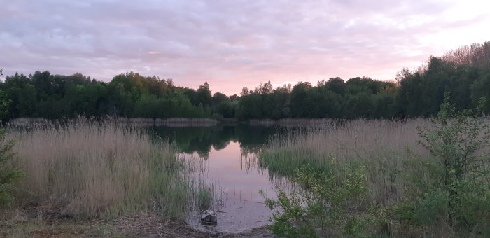Sjö omgiven av grönska och vass i skymningen, potentiell plats för simning.