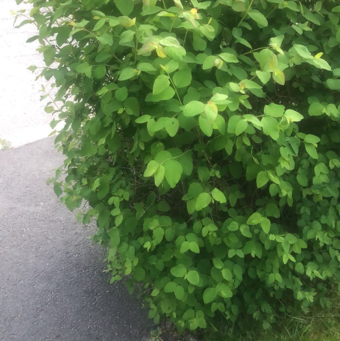 Häck av grön buske med rundade blad som sticker ut mot en trottoar.