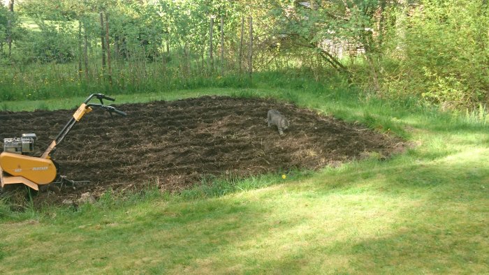 Katt som sniffar i ett nyfräst potatisland med en jordfräs i förgrunden.