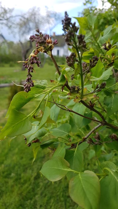 Syrenhäck med matta och hängande blommställningar på en bakgrund av grönt gräs och ett hus.