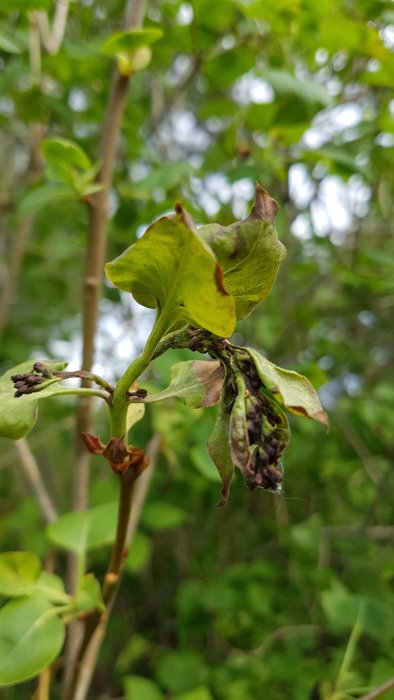 Syrenkvistar med skrumpna blad och underutvecklade blomställningar mot suddig grönbakgrund.