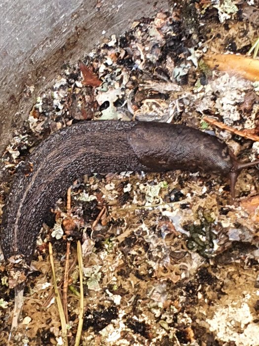 En ungefär 7cm lång snigel på en hög med björkgrenar och lövverk.