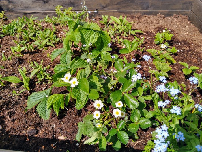 Jordgubbsplantor med vita blommor i ett odlingslåda, omgivna av blå blommande växter.