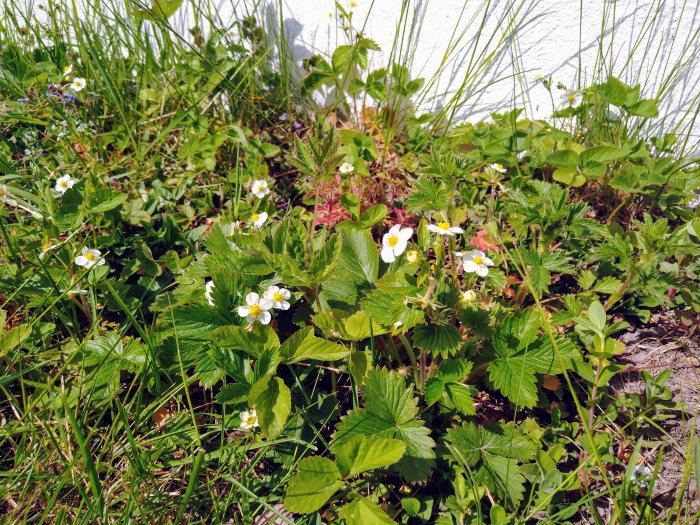 Jordgubbsplantor med blommor i en trädgård, intill en vit vägg.