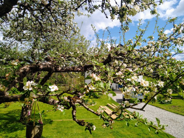 Blommande äppelträd i en solig trädgård med en gräsmatta och hus i bakgrunden.