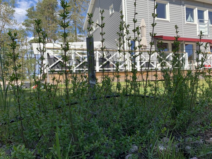 Ung ligusterhäck framför en tvåvåningsvilla, med ojämna växtutskott och en trädgård i bakgrunden.