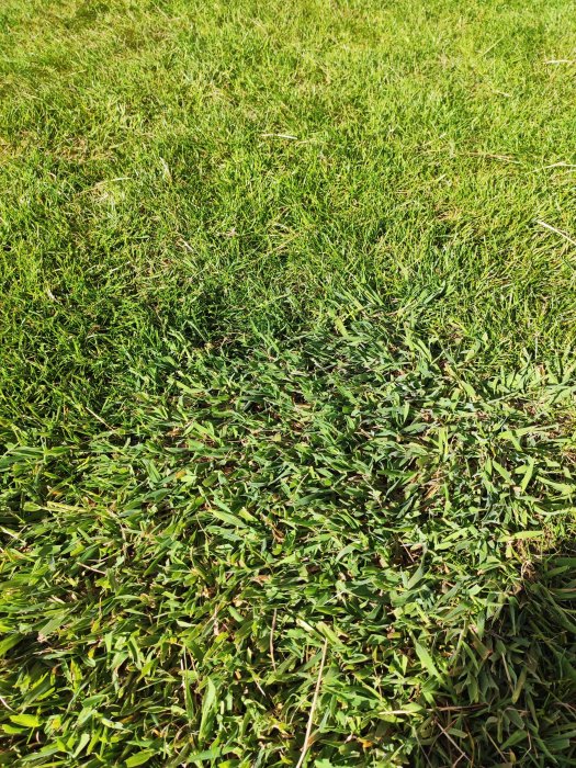 Gräsmatta med ojämn grön färg och mörkare fläckar som kan indikera grässjukdomar.