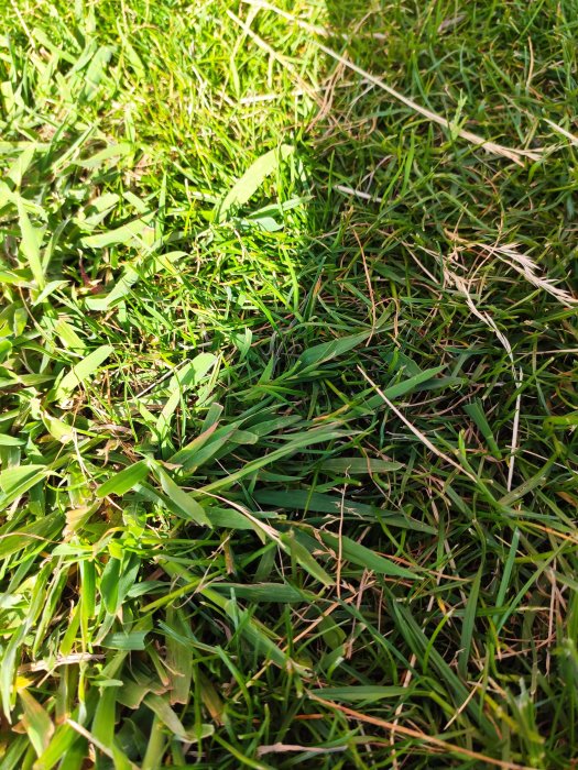Närbild av gräsmatta med ojämna brunaktiga fläckar bland grönt gräs.