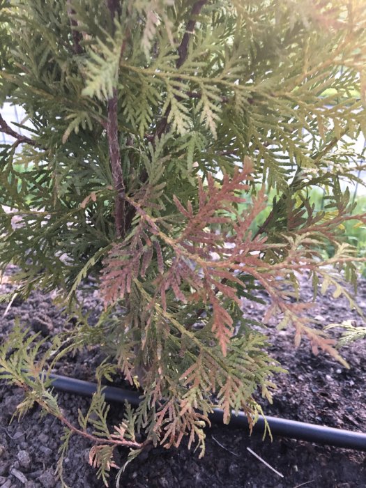 Thuja med grenar som visar tecken på kvistdöd, gröna och brunaktiga barr nära marken.