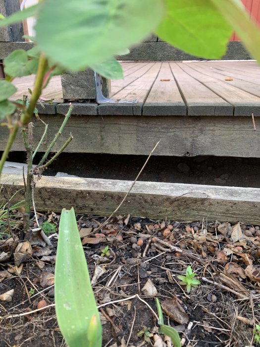 Glipa under trätrall vid husvägg, gröna växter i förgrunden, närbild.