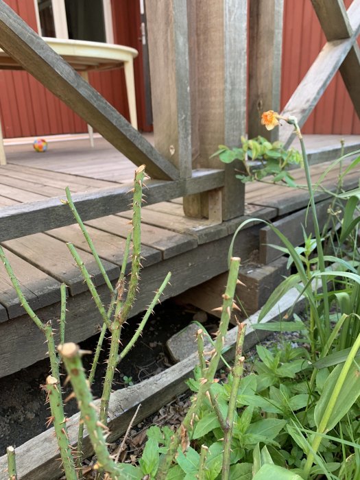 Närbild av taggiga växtstjälkar framför en träaltan med trästaket, rödväggig byggnad och en leksak i bakgrunden.