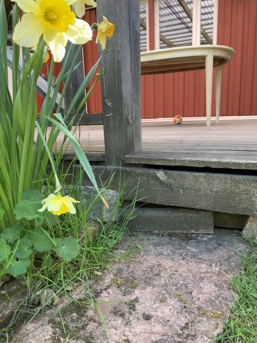 Trädgård med påskliljor, stentrappsteg och trädäck med bord samt leksaksboll i bakgrunden