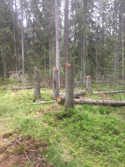 Skog med flera avbrutna trädstammar och fällda träd på marken.