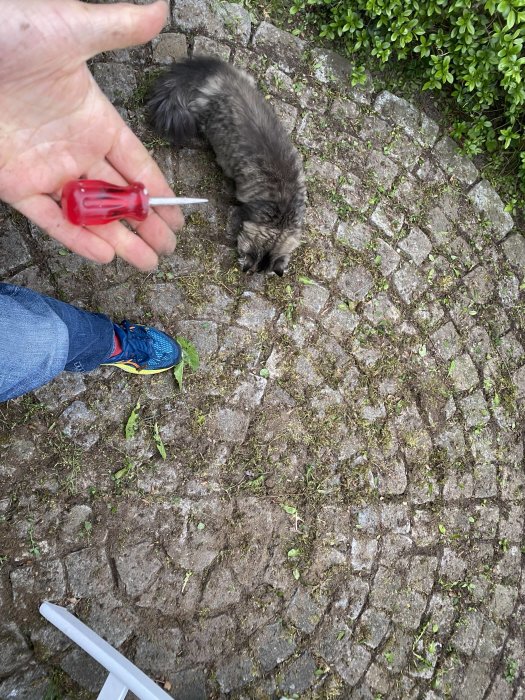 Person på knä rensar ogräs på stenläggning, håller i en skruvmejsel, med husdjur och gröna växter runt omkring.