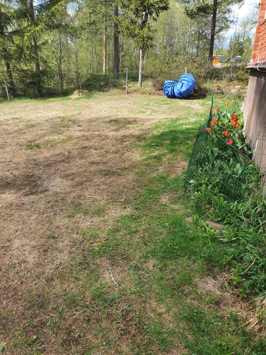 Ojämn gräsmatta med några gröna partier och en delvis täckt blå trampolin i bakgrunden.