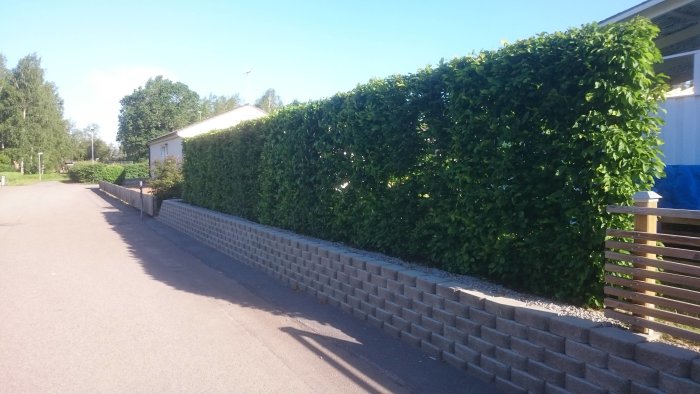 Reparerad vägkant med nytt stödmur vid häck längs med en bostadsgata.