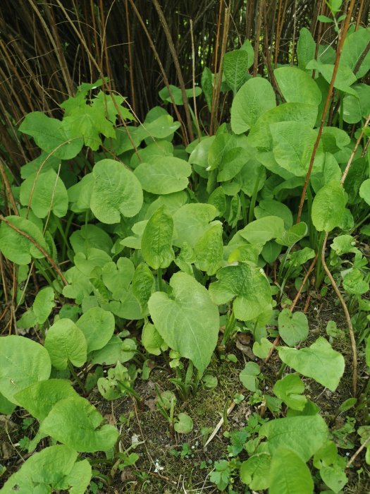 Lummig grönska och stora blad av potentiellt invasiva växter i trädgårdsmiljö.