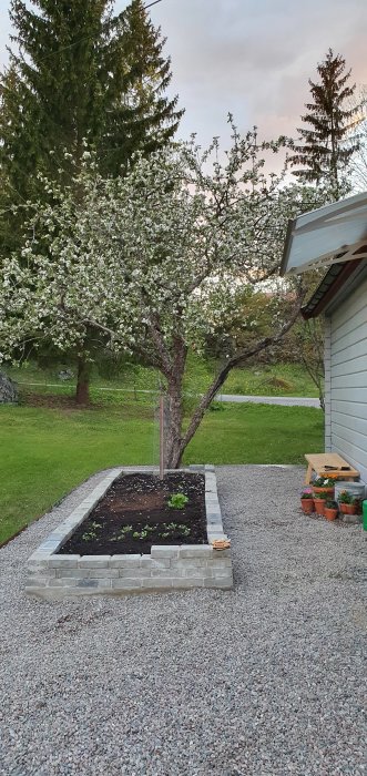 Odlingsbädd med nyplanterade grönsaker och småblommor, omgivet av grus och under ett blommande träd.