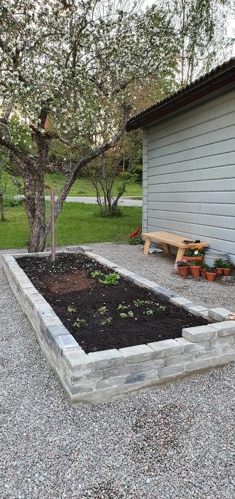 Odlingsbädd med grus runtomkring, småblommor planterade, intill grått hus och blommande träd.