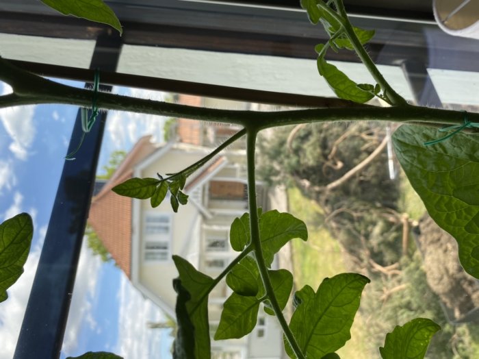 Tomatplanta med tjuvar och gröna blad nära fönster, unsäker sortbestämning.