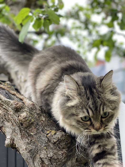 Huskatten Doris klättrar huvudet först nerför äppelträdets gren, fluffig päls och fokuserad blick.