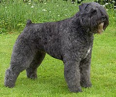 Bouvier des Flandres-hund klippt enligt stamtavla, ser respektingivande ut på gräs.