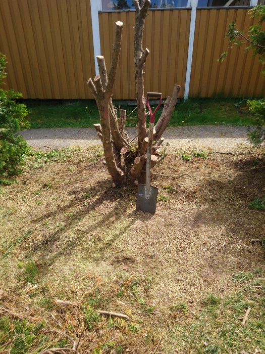 Beskuren trädstubbe med spade lutad mot den på en gräsmatta, framför en gul vägg.