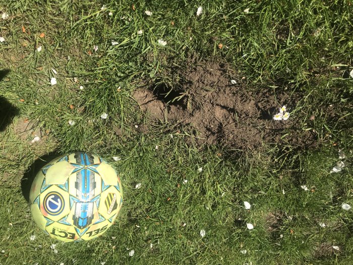 Fotboll bredvid flera små grävmål i gräsmattan, potentiellt skapade av ett djur.