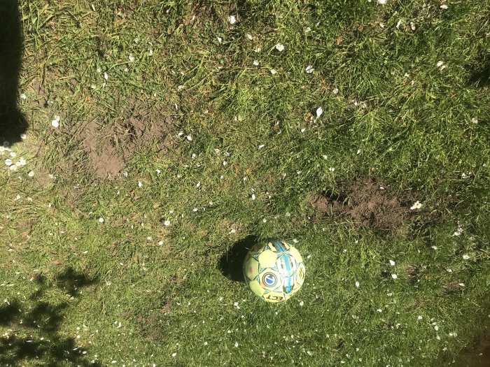 Gräsmatta med flertal utspridda grävhål och en fotboll som storleksreferens.