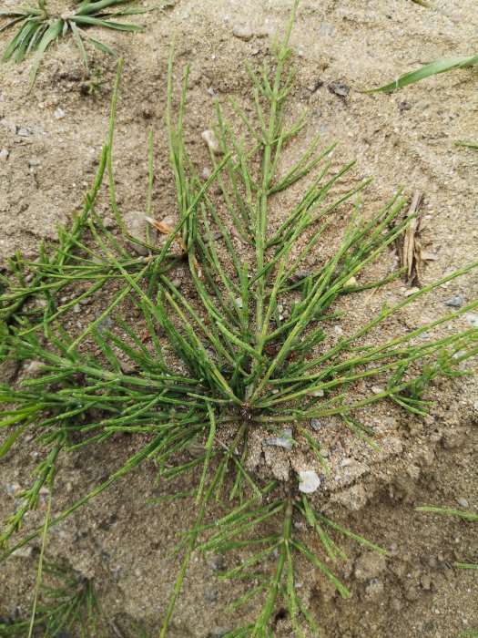 Ogräs som sprider sig i en anlagd gräsmatta med sandig jord.