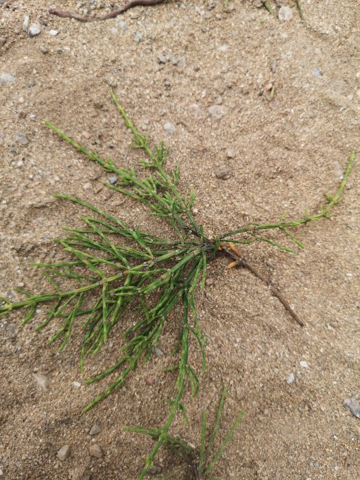 Ogräsplanta som växer i sandig jord, behöver identifieras för bekämpning.