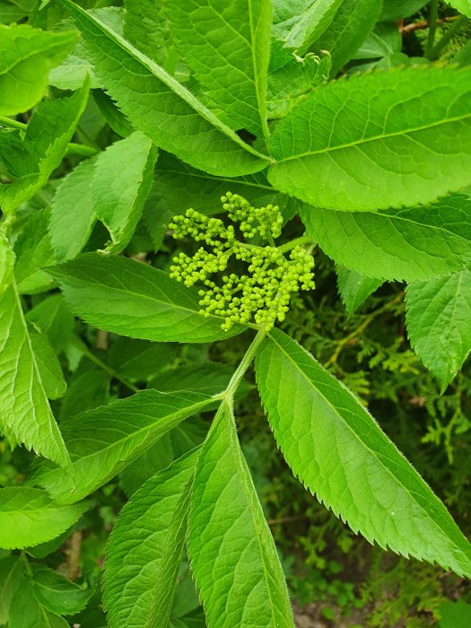 Gröna blad med omogna blomklasar som kan vara från fläder eller druvfläder.