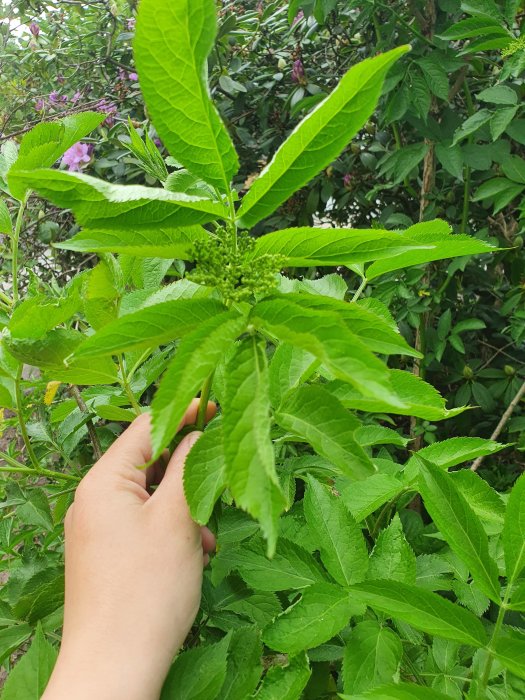 Hand som håller en gren med gröna löv för identifiering av växttyp, eventuellt fläder eller druvfläder.