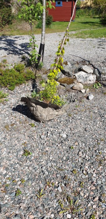 Grusmarker med en grop som är omringad av stenar och vegetation, vad som ser ut att vara början till en trädgårdsanläggning.