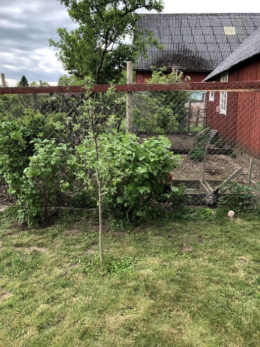 Nysådda vinbärsbuskar placerade i trädgården, redo för att växa vid ett staket.