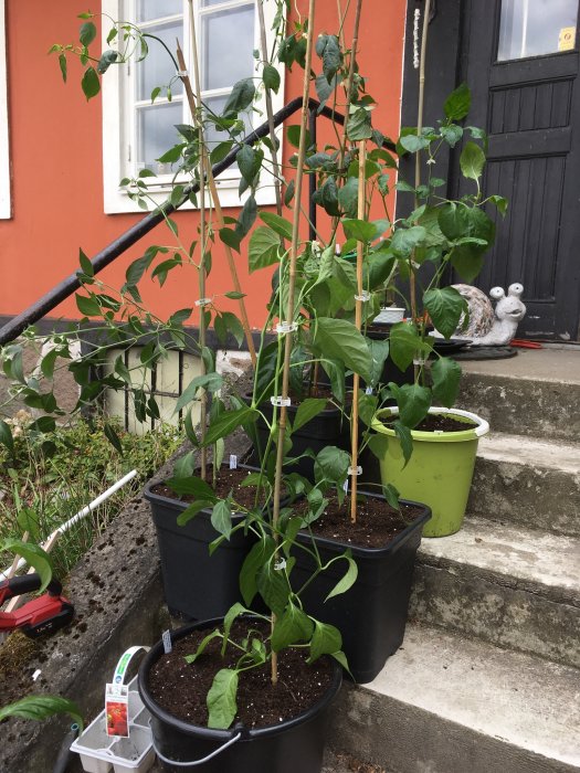 Nyomplanterade chiliplantor i krukor på en trappa med en stendekoration i form av en snigel.