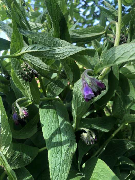 Gröna blad och lila blommor på en okänd växtart i dagsljus.