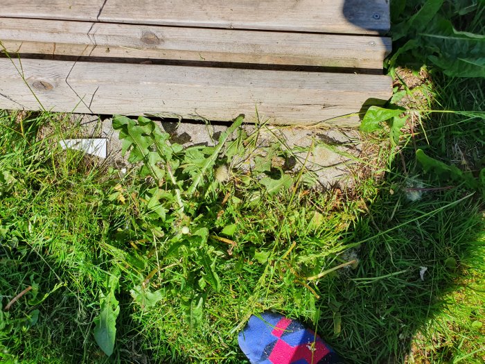 Kant av en träaltan intill en området med gräs och ojämn mark, redo för plattsättning.