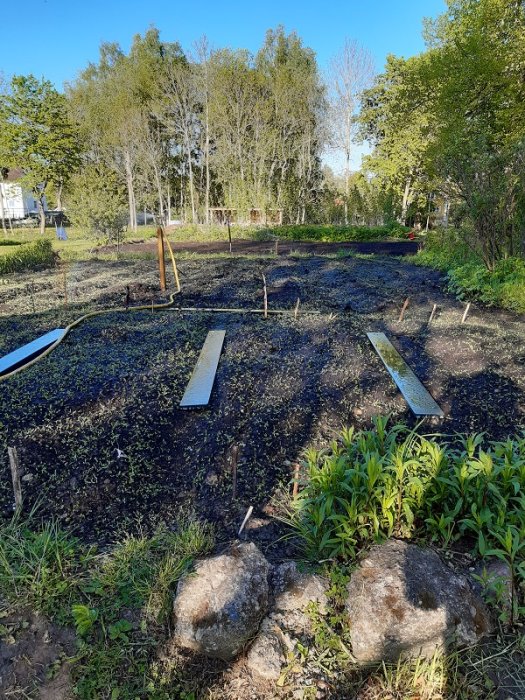 Trädgårdsland med nyanlagda planteringar, bevattningsanordningar och grön omgivning under en solig dag.