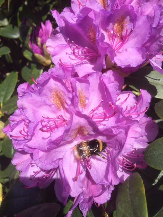 En humla samlar nektar på lila rhododendronblommor i solljus.