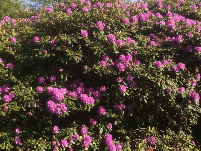 Rikligt blommande rhododendronbuske med lila blommor i solljus.