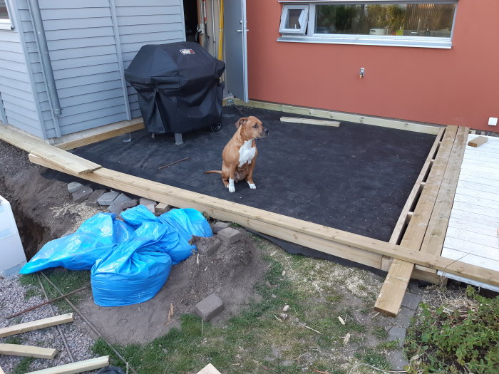 Hund på en pågående trädäcksrenovering med synliga verktyg och byggmaterial.