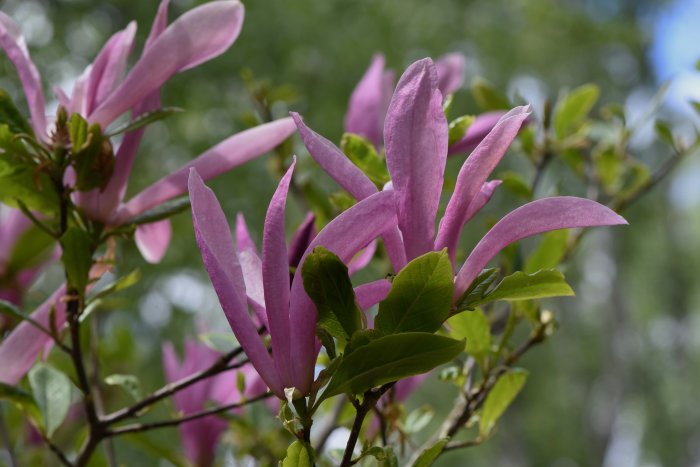 Blommande Magnolia lilliflora 'Susan' med rosa kronblad och gröna blad.