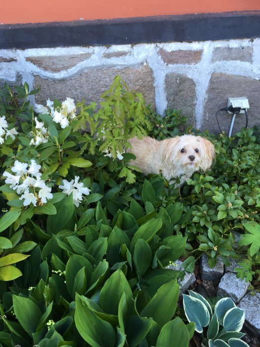 Hund tittar fram bland frodig trädgårdsvegetation med vita blommor och gröna blad.