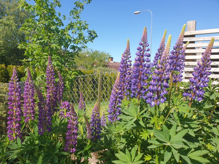 Stora bestånd av lila lupiner i blom på en solig tomt, med grönt lövverk och bakgrund av staket och hus.