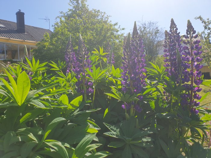 Lupiner i blom på en solig tomt med gröna bladverk och ett hus i bakgrunden.