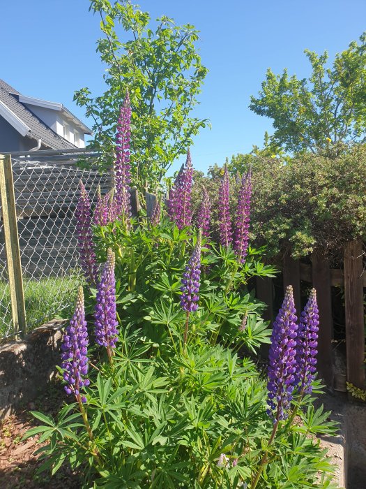 Ljuslila lupiner i full blom mot bakgrund av en grön trädgård och blå himmel.