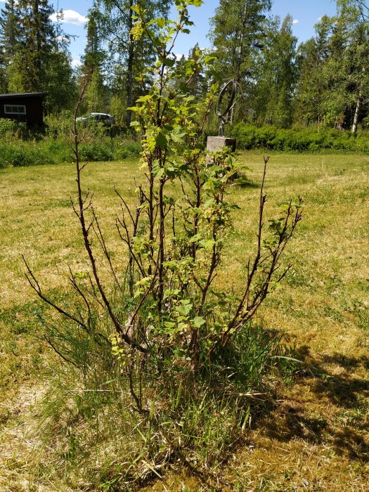 Tanig rödvinbärsbuske med några gröna blad i en solig trädgård.